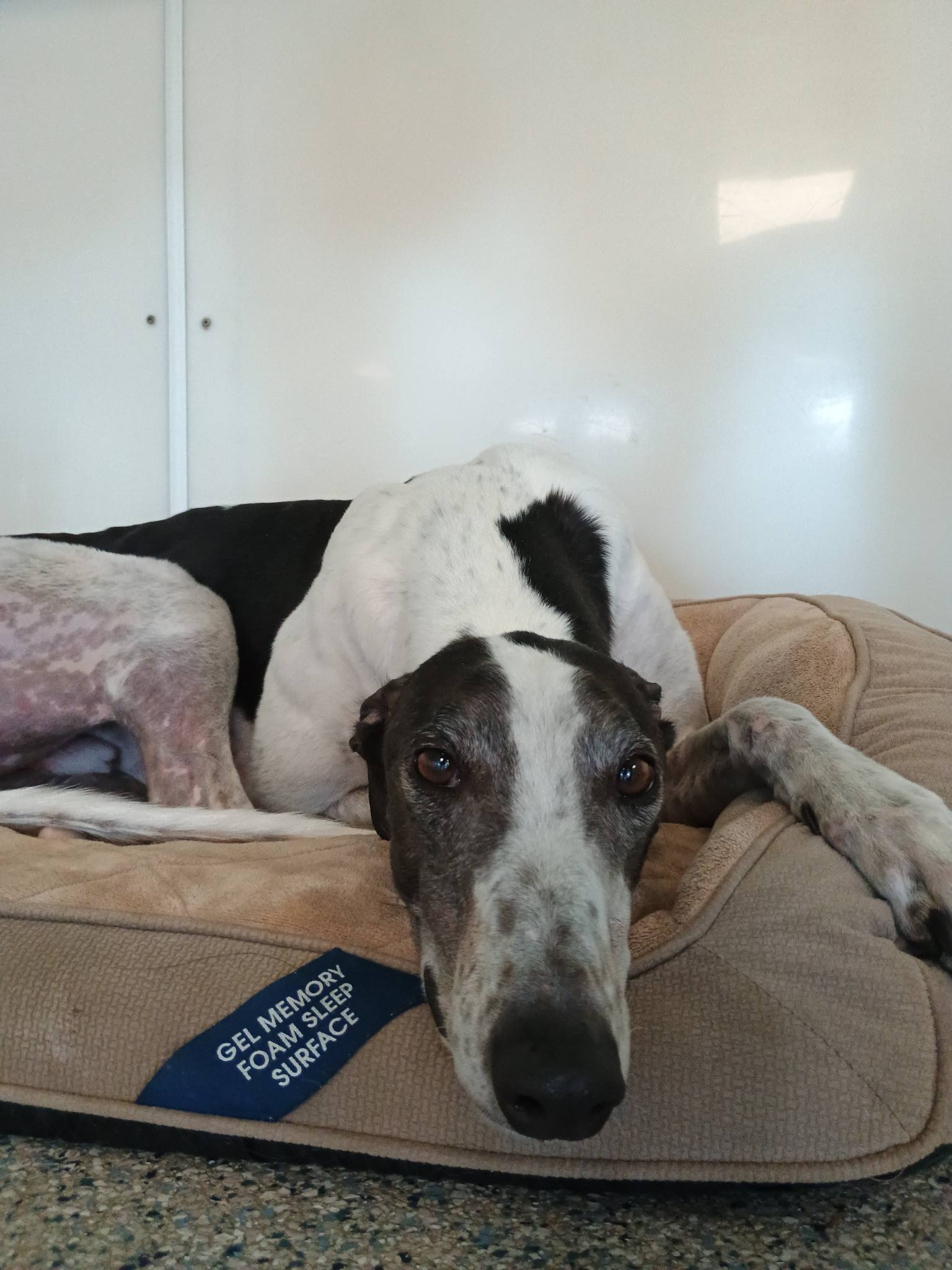 Dawg Day Afternoon Glenmoore