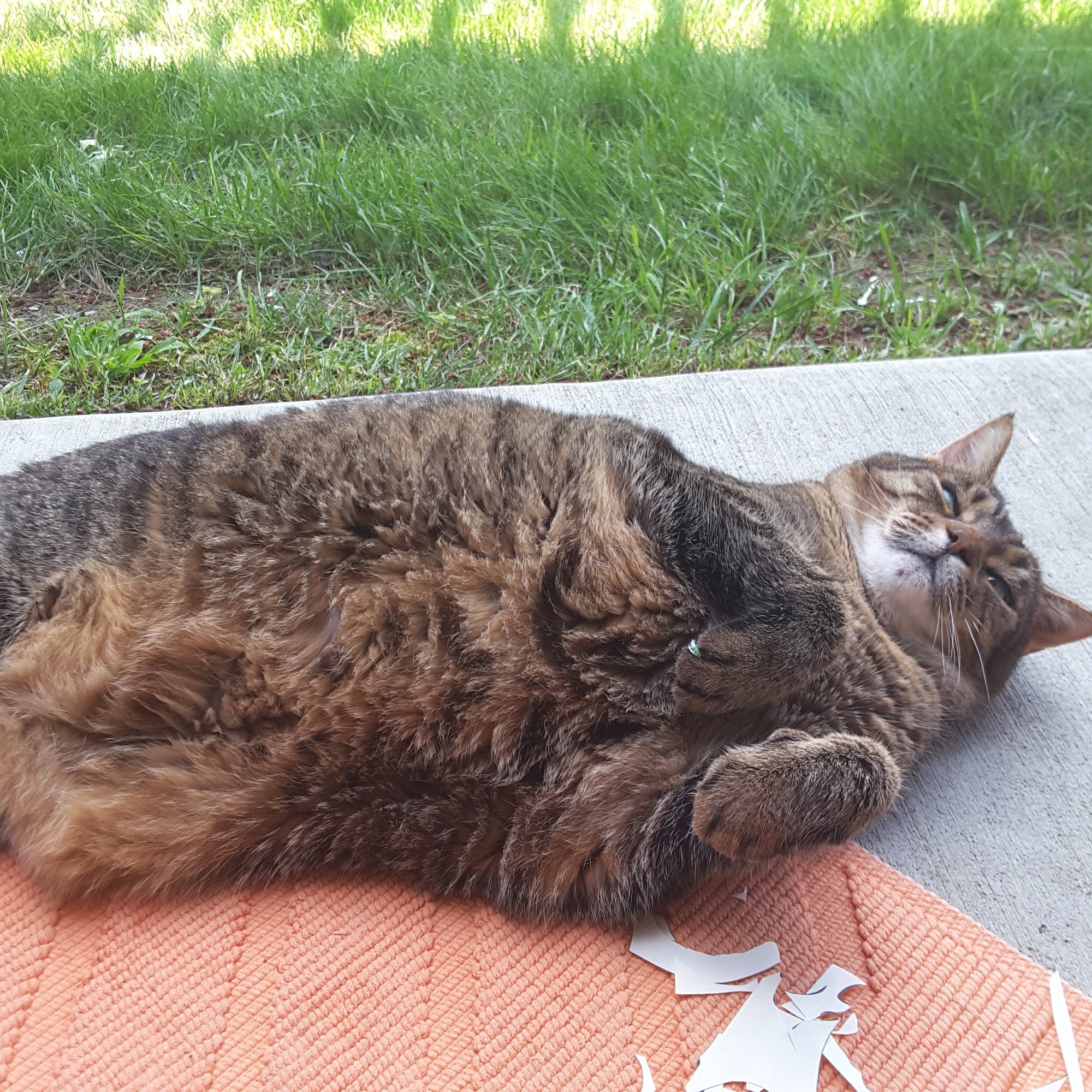 Middle Road Animal Clinic, LLC Glenshaw