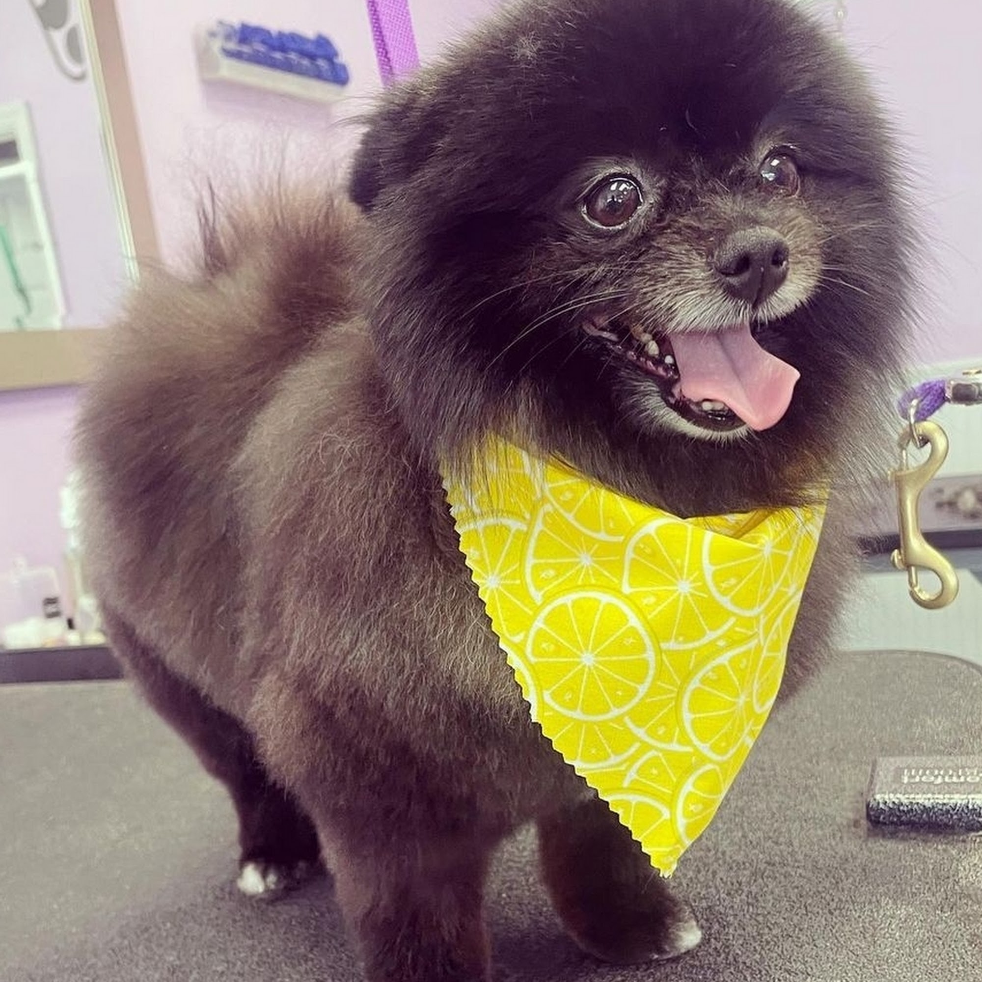 Puffy Paws Dog Grooming Glenshaw