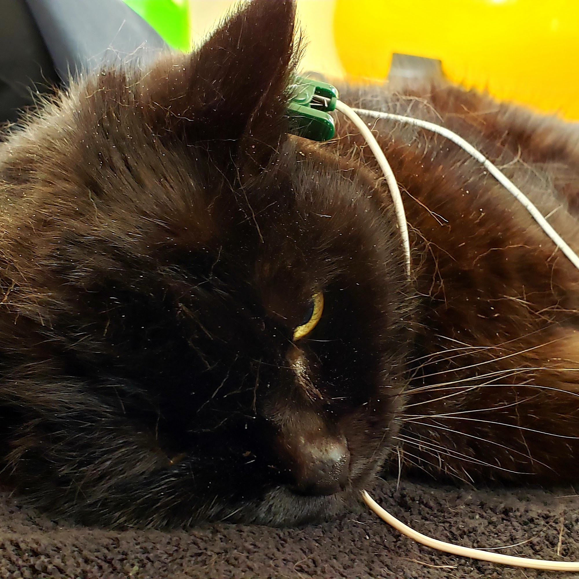 Chestnut Hill Veterinary Hospital Glenside