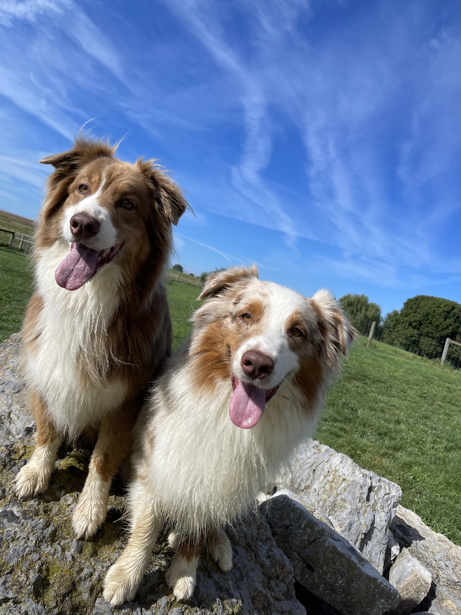 Good Dog Paws Greencastle