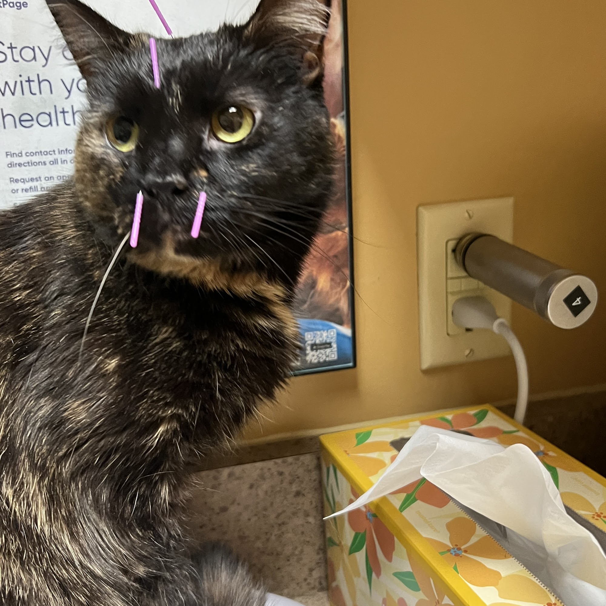 K. Vet Animal Care Greensburg