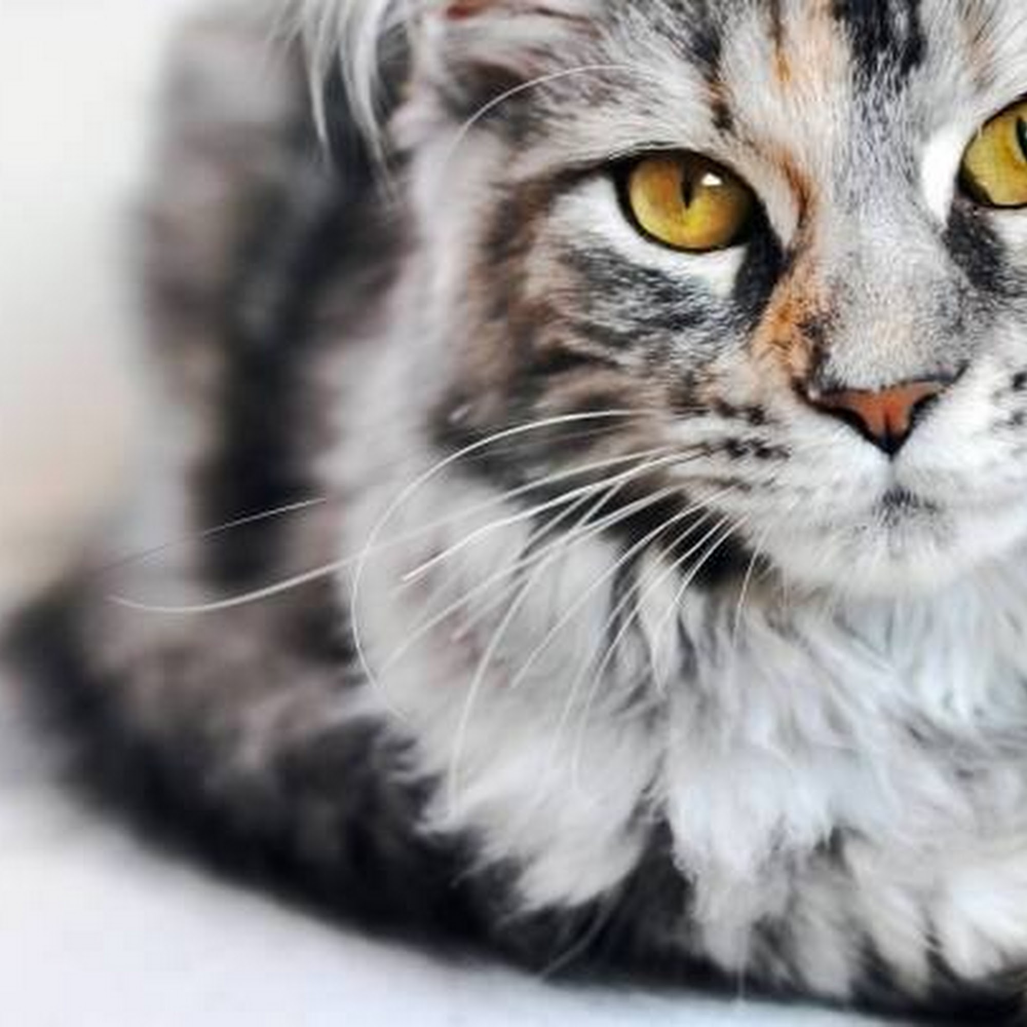 Pittsburgh East Animal Hospital Greensburg