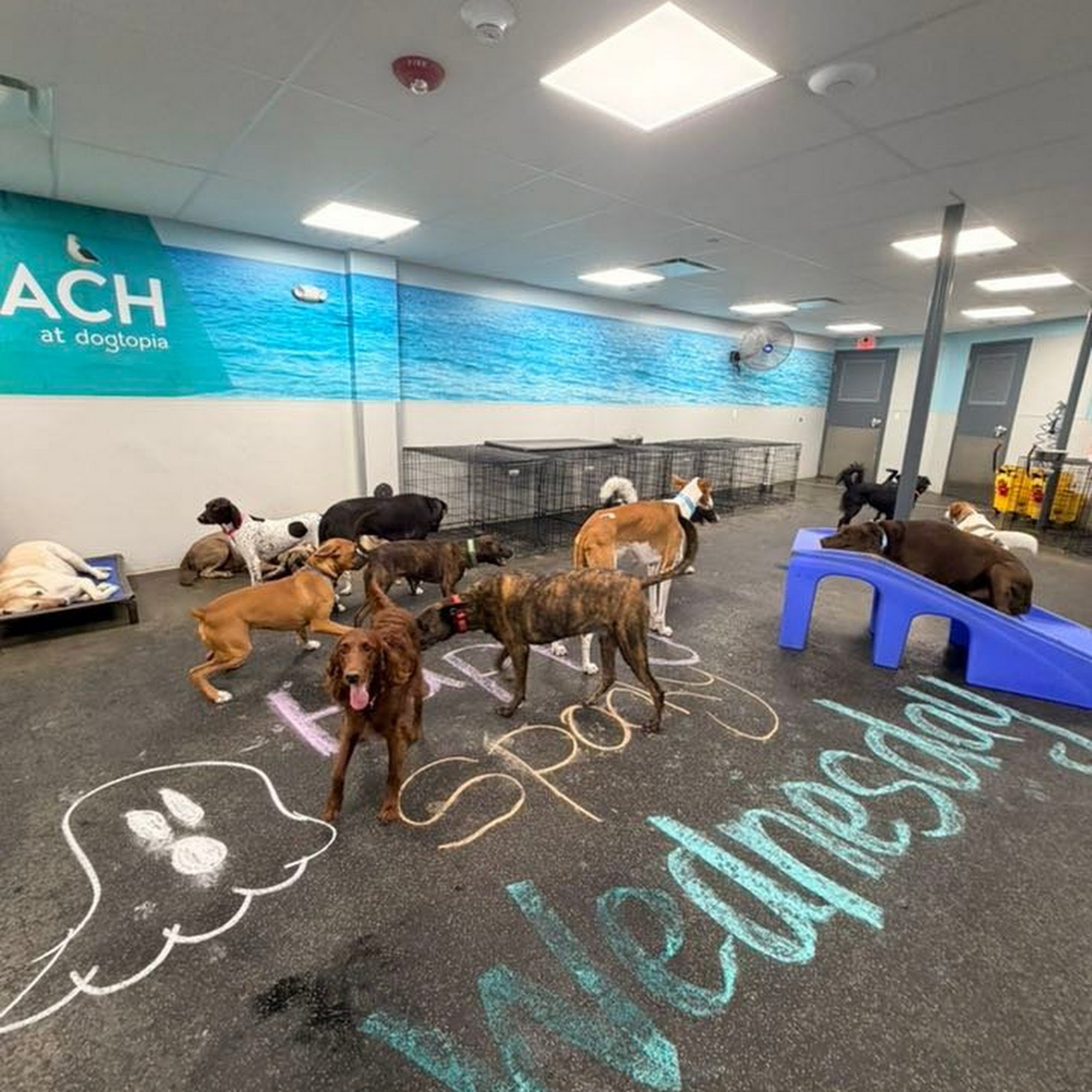 Dogtopia of Greensburg Greensburg