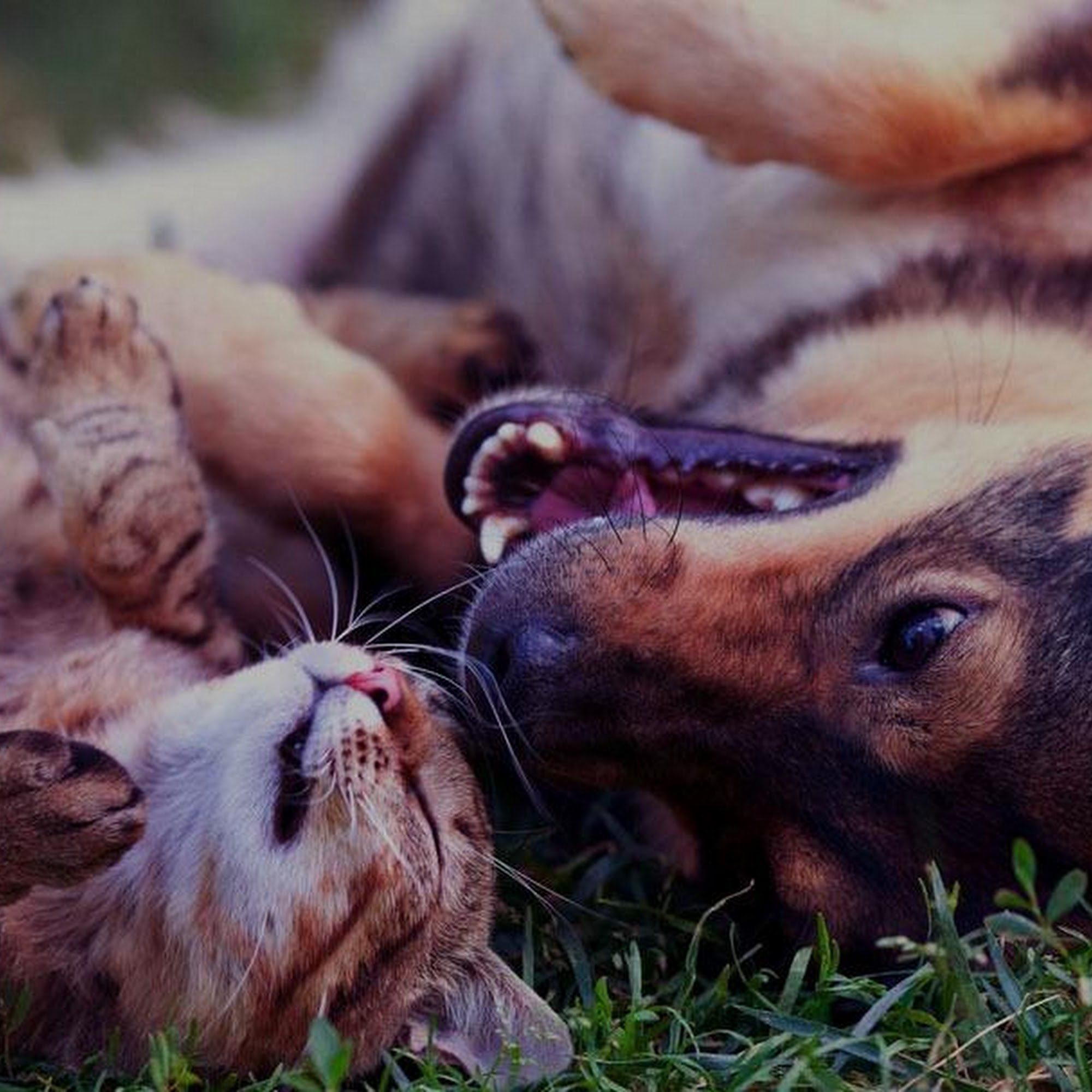 The Animal House Greensburg