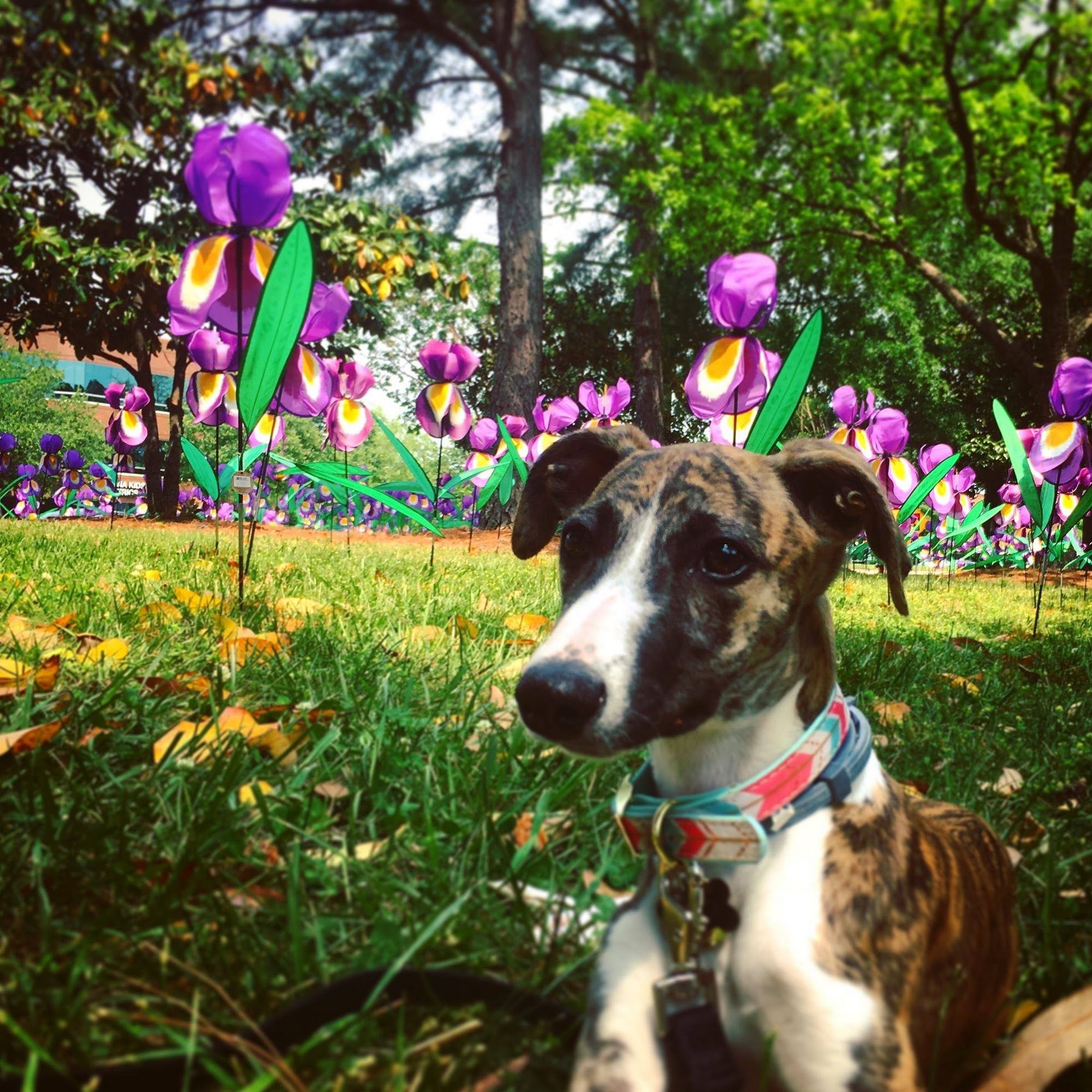 Greenville Veterinary Clinic Greenville