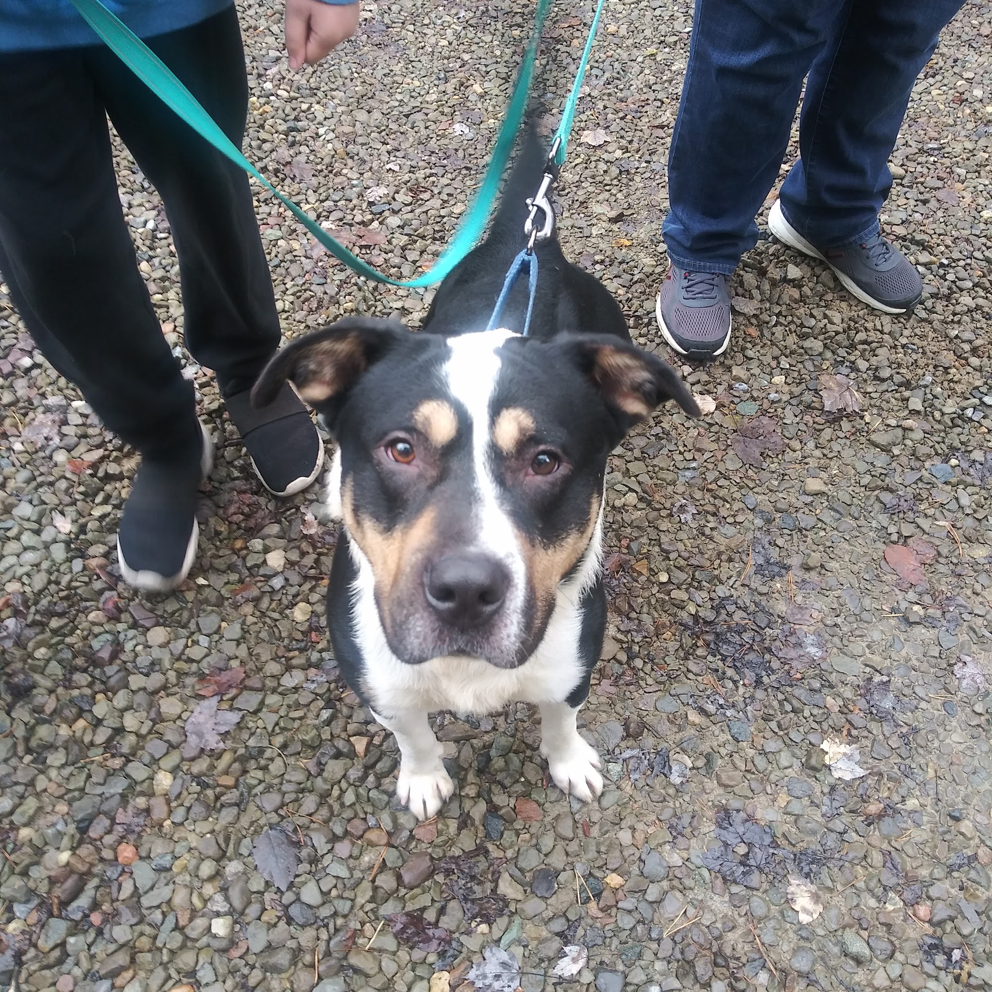 Strayhaven Inc Greenville