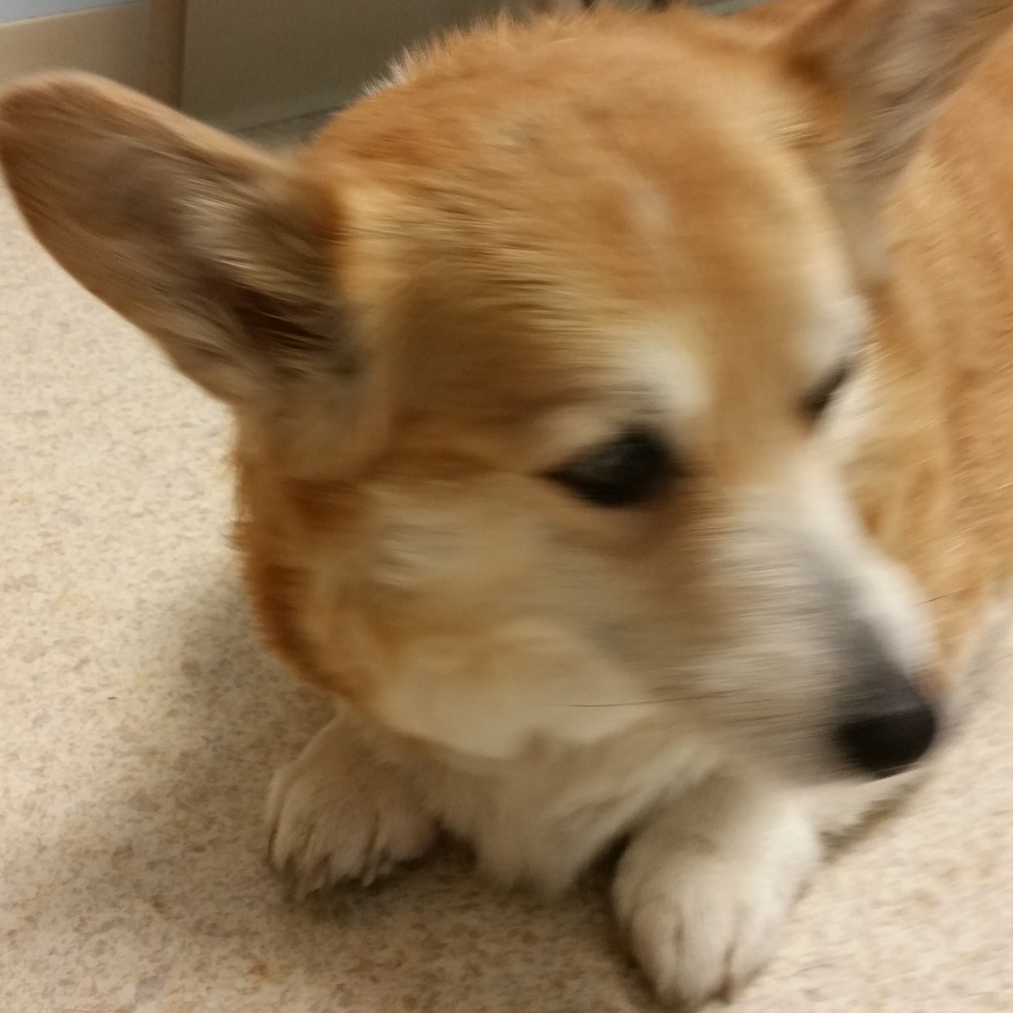 Hamburg Animal Hospital Hamburg