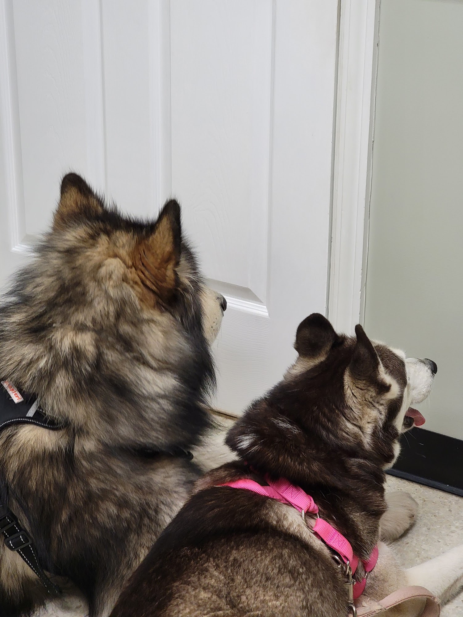 VCA Conewago Animal Hospital Hanover