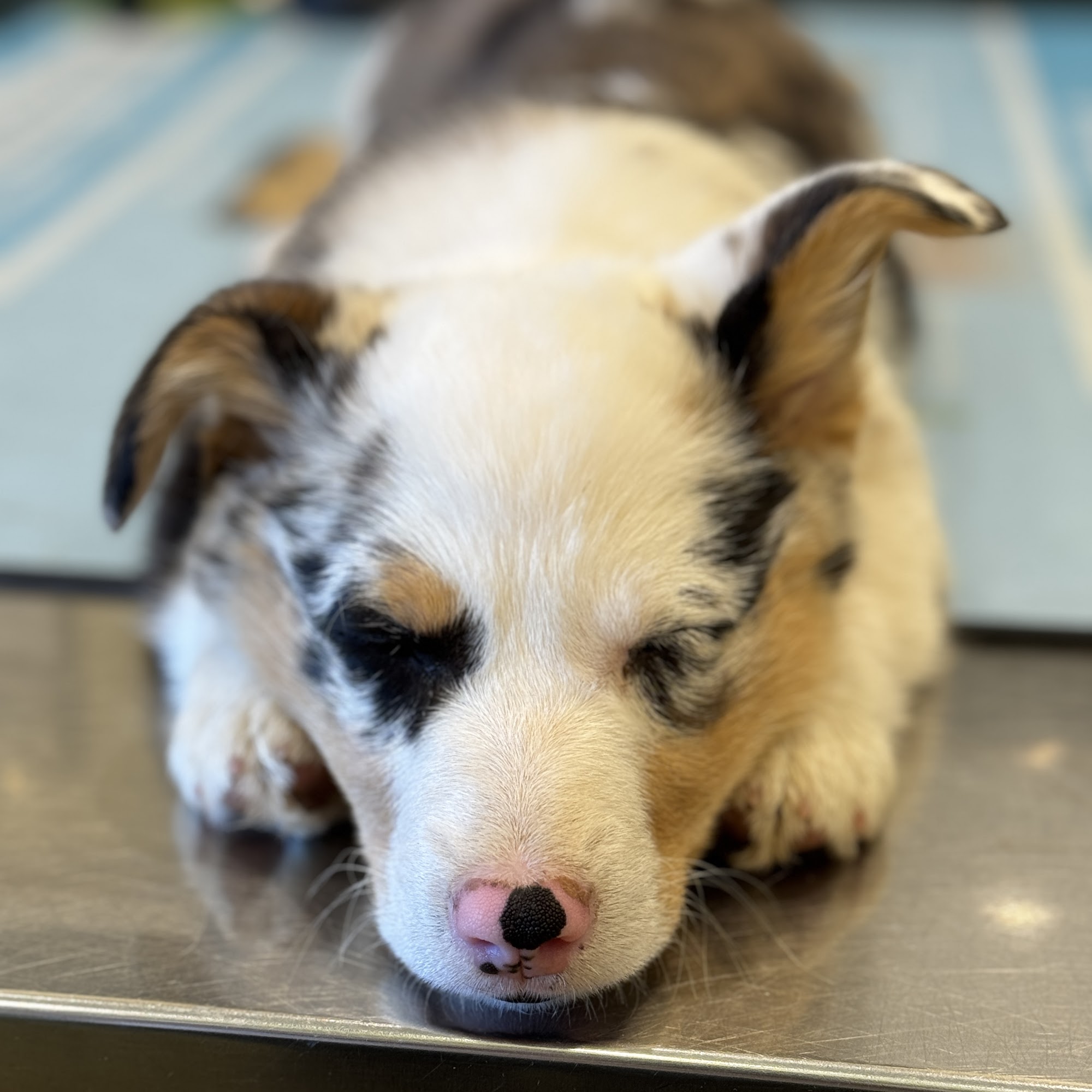 Clearview Animal Hospital Hanover