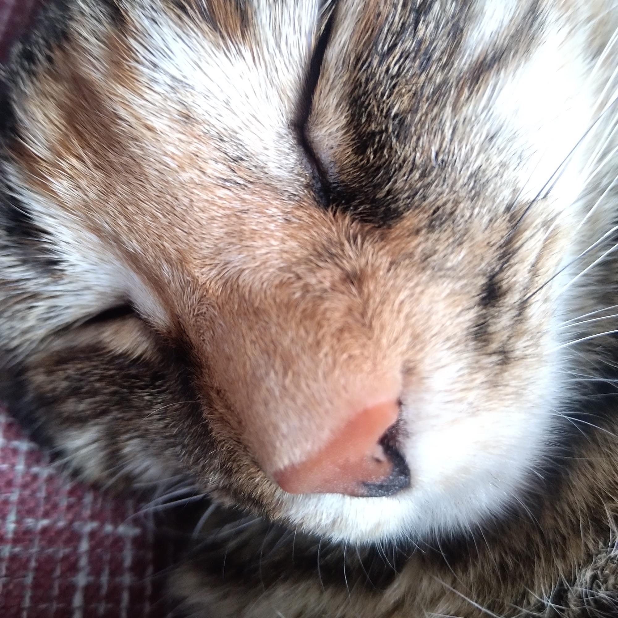 Aloha Animal Hospital Hanover