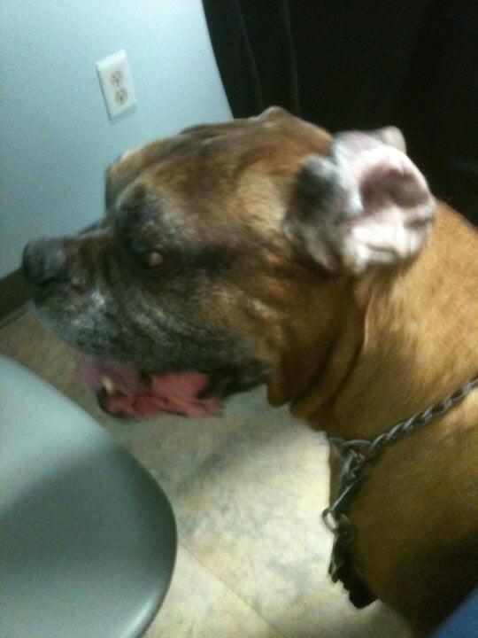 Animal Hospital of West Manheim Hanover