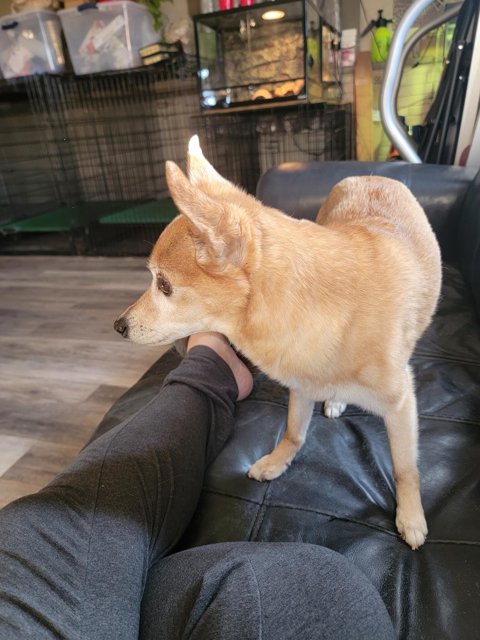 Casey's Pet Sitting 4 U Hanover