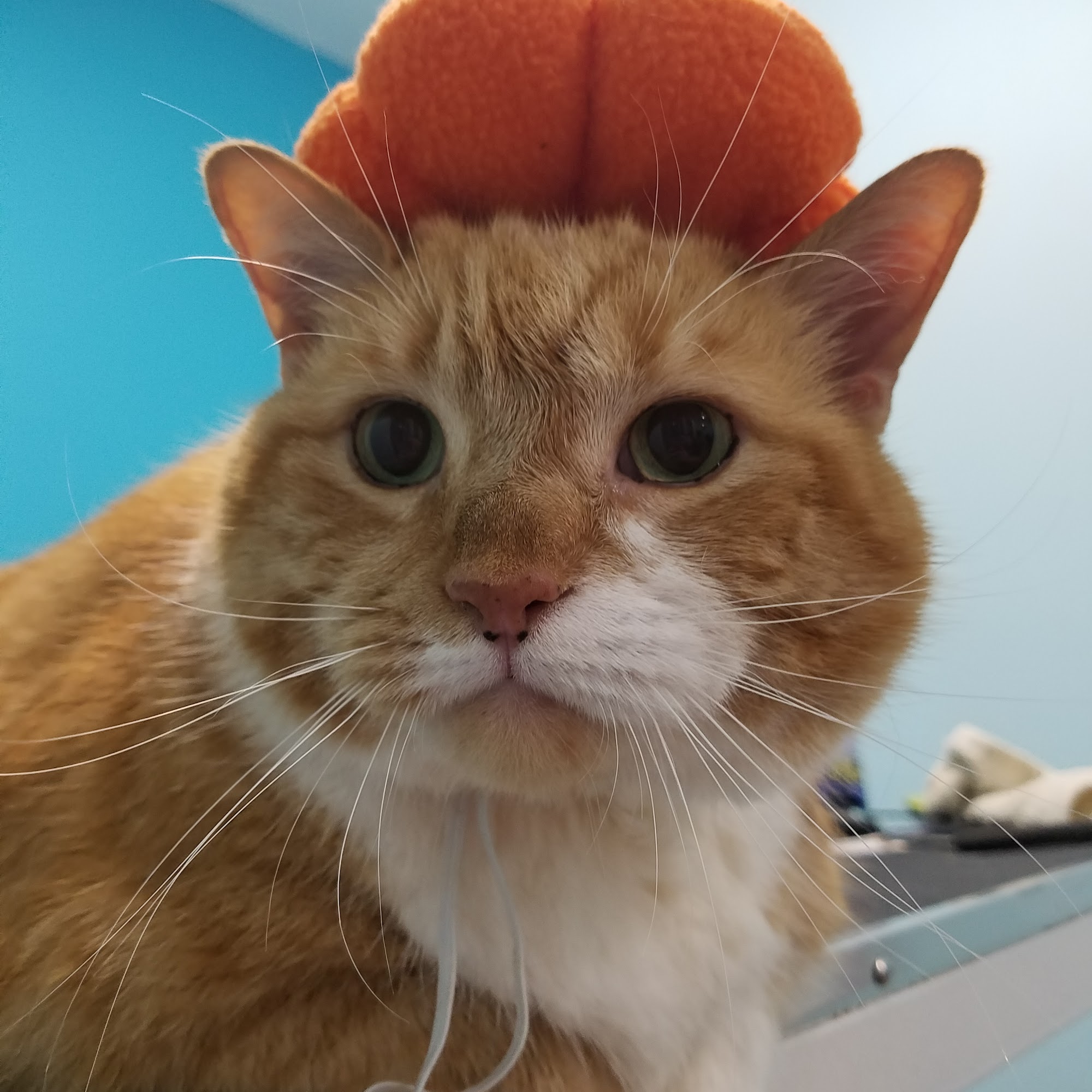 Paw Parlor LLC Hanover