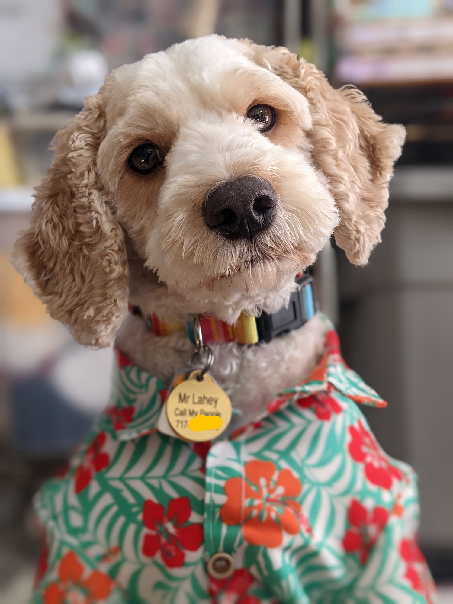 Mags & Me Pet Grooming Hanover