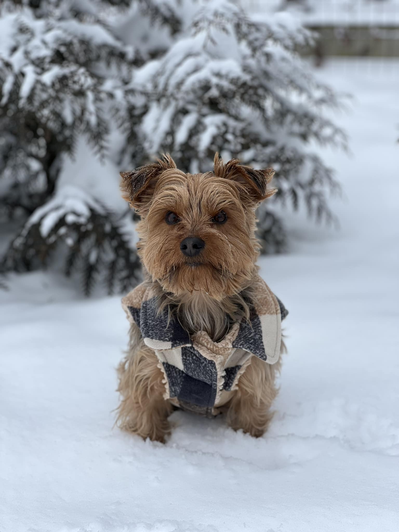 Dorian's Bark Spa LLC Hanover