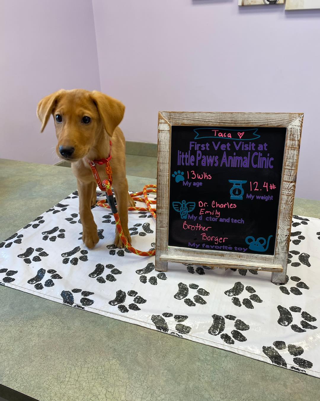 Little Paws Animal Clinic Hanover