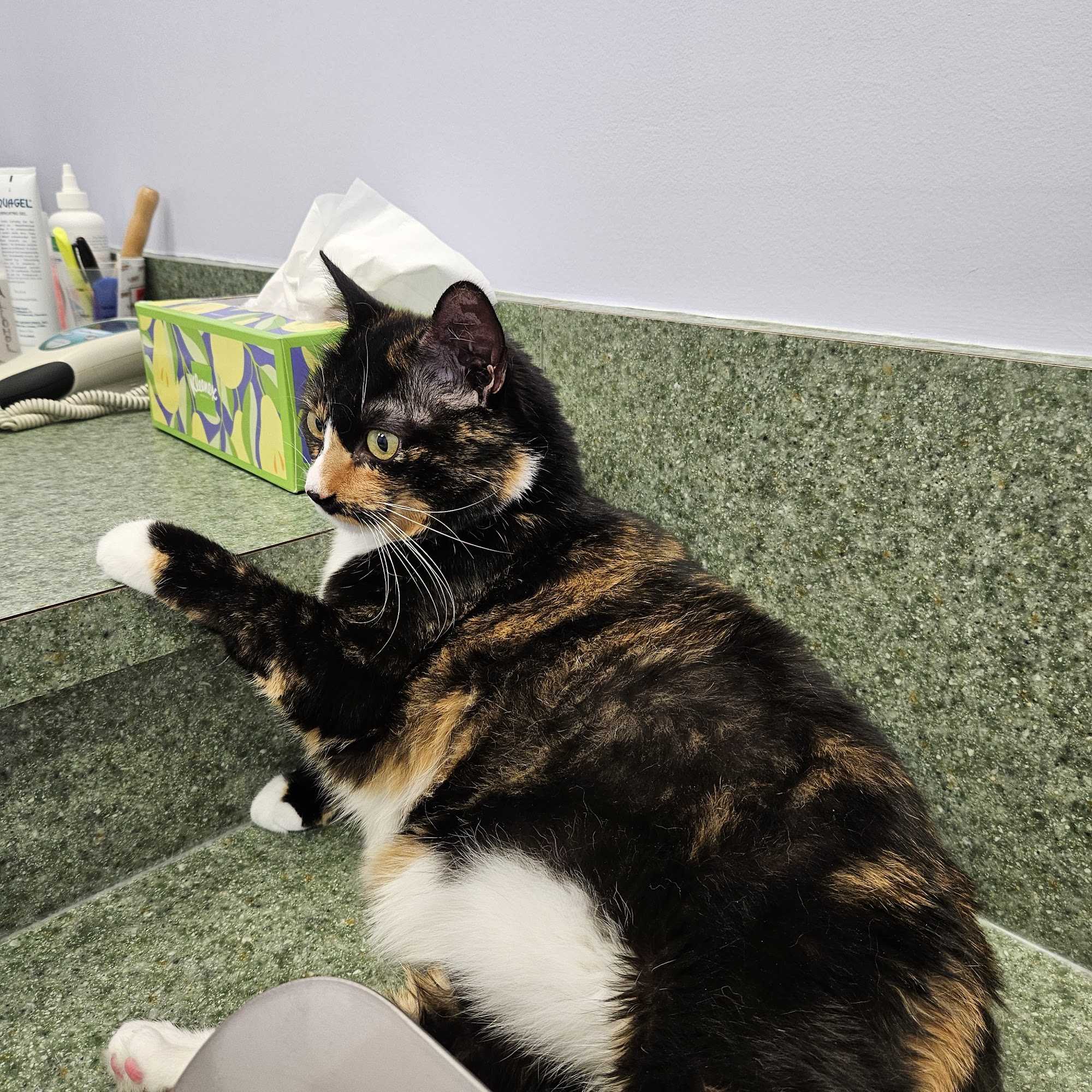 Little Paws Animal Clinic Hanover