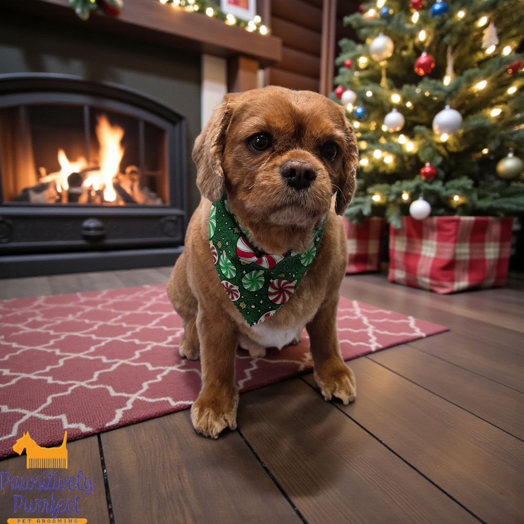 Pawsitively Purrfect Hanover