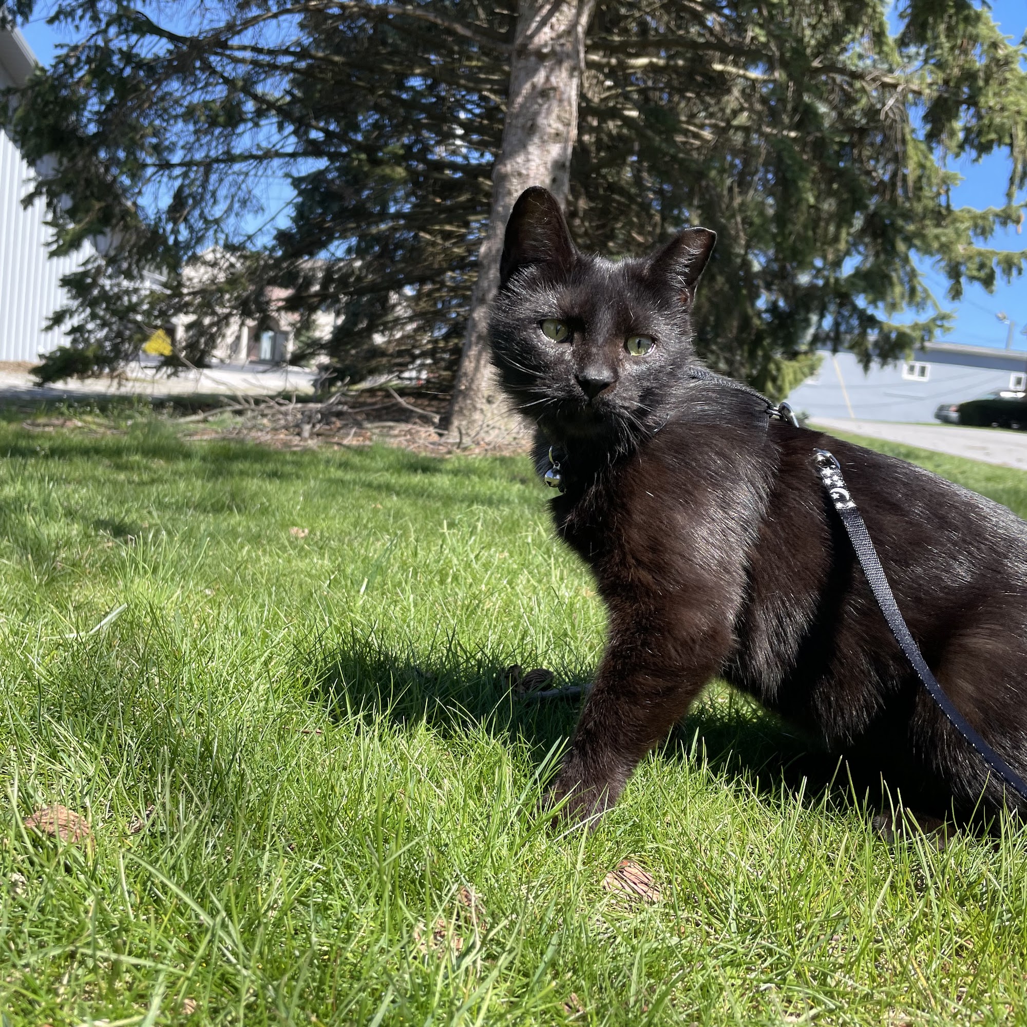 Paws Animal Hospital Hanover