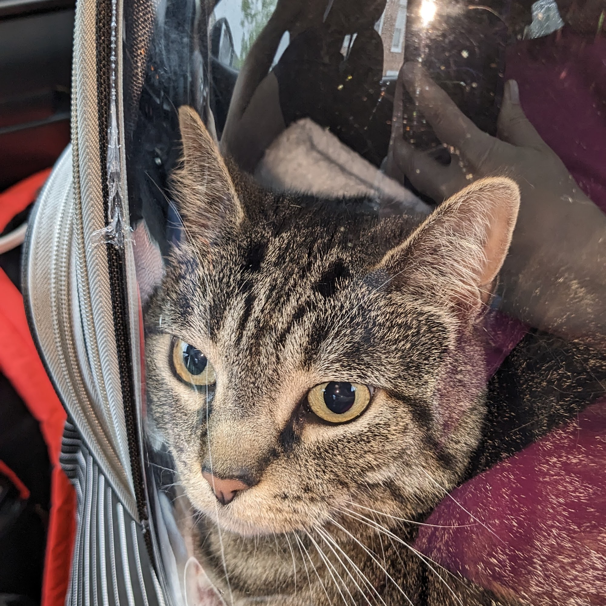 Paws Animal Hospital