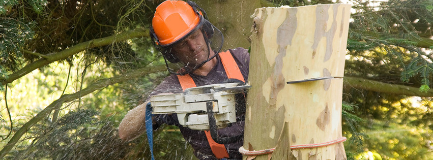 Affordable Tree Removal