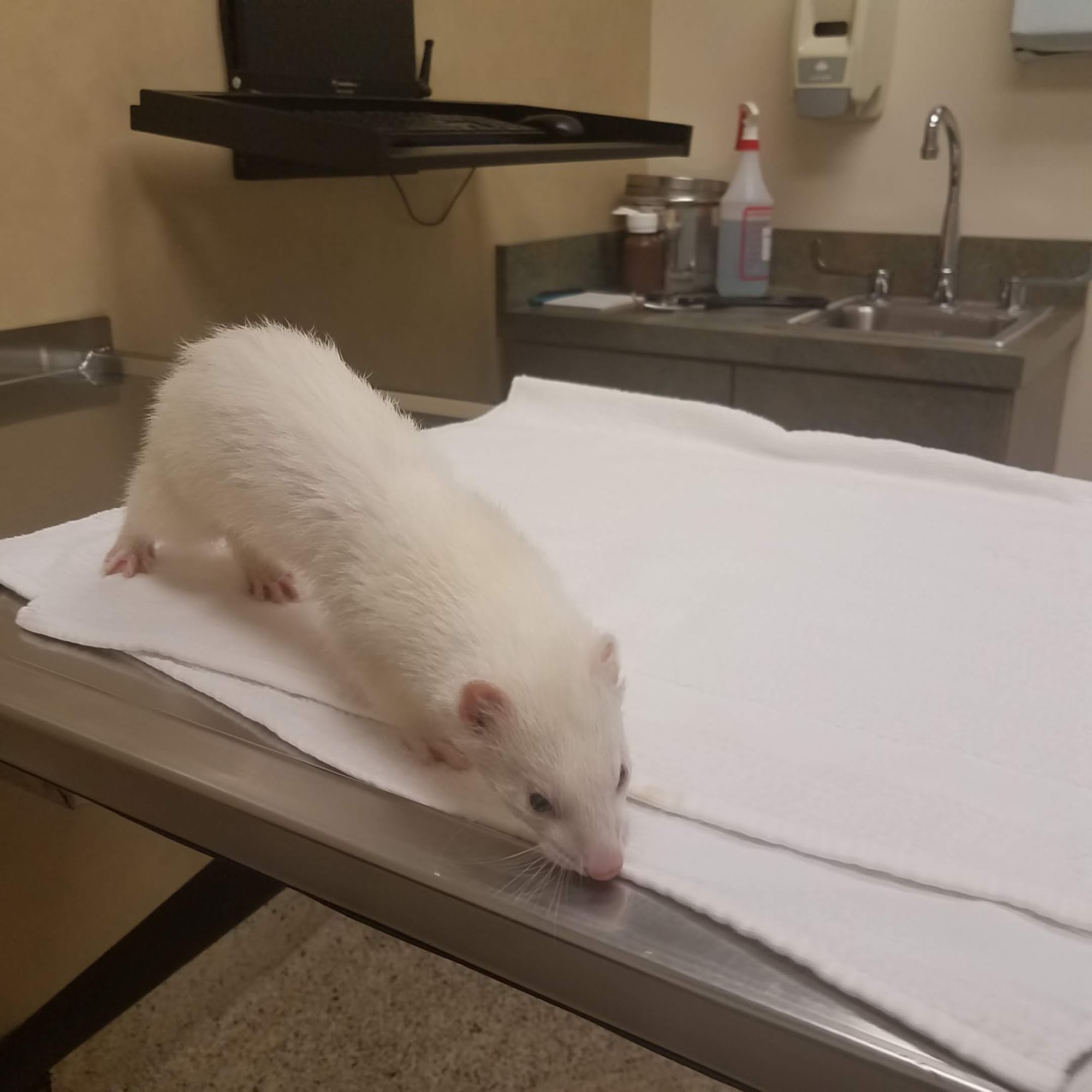 Harleysville Veterinary Hospital Harleysville