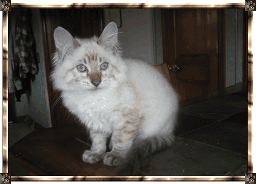 Indian Creek Bengals Harleysville