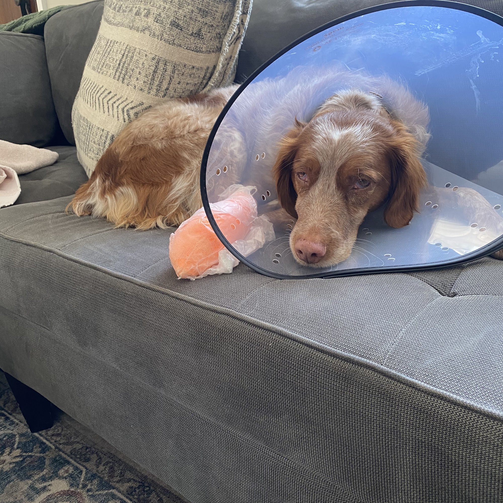 Hufnagel Veterinary Clinic Harmony