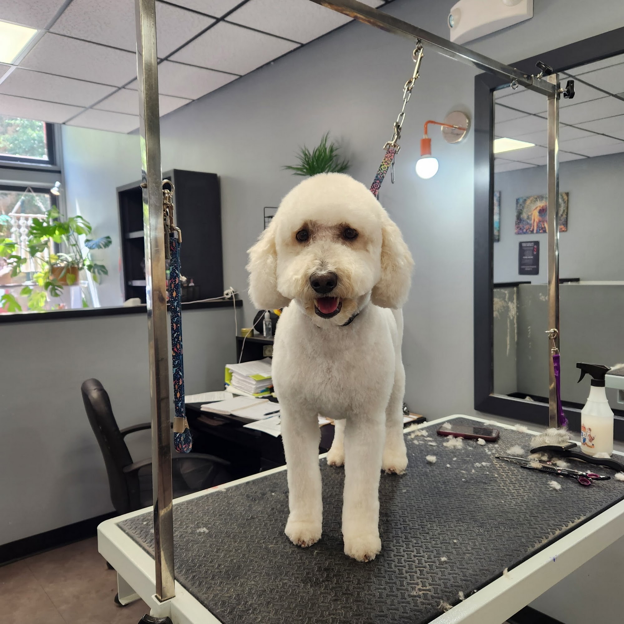 Capitol Area Animal Medical Center Harrisburg