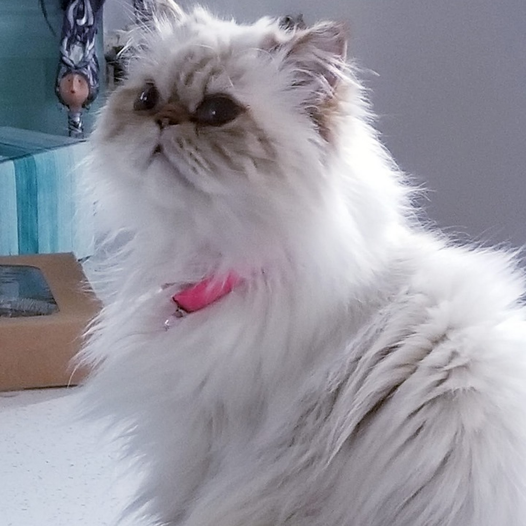 Colonial Park Animal Clinic Harrisburg