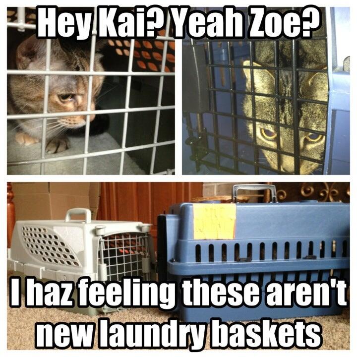 Animal Hospital of Dauphin County Harrisburg