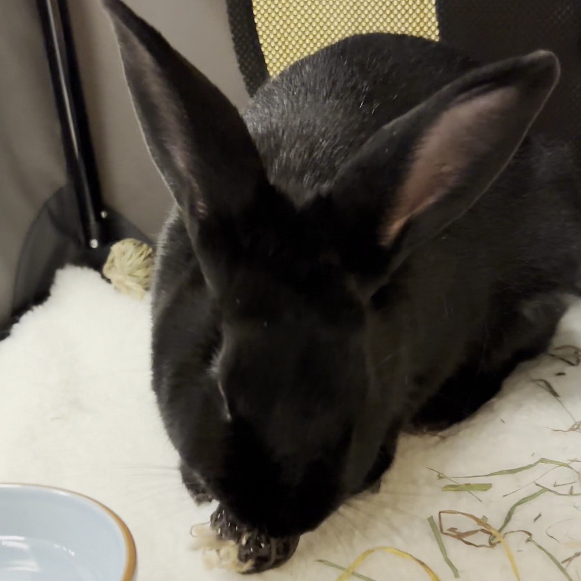 Animal Hospital of Dauphin County Harrisburg