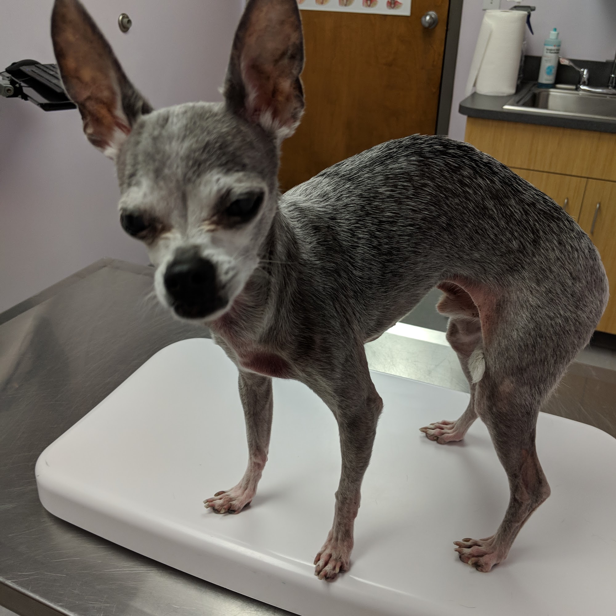 Dr. Heather Balmer Harrisburg