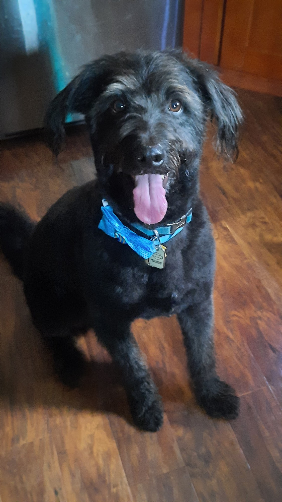 Another Doggone Salon Harrisburg