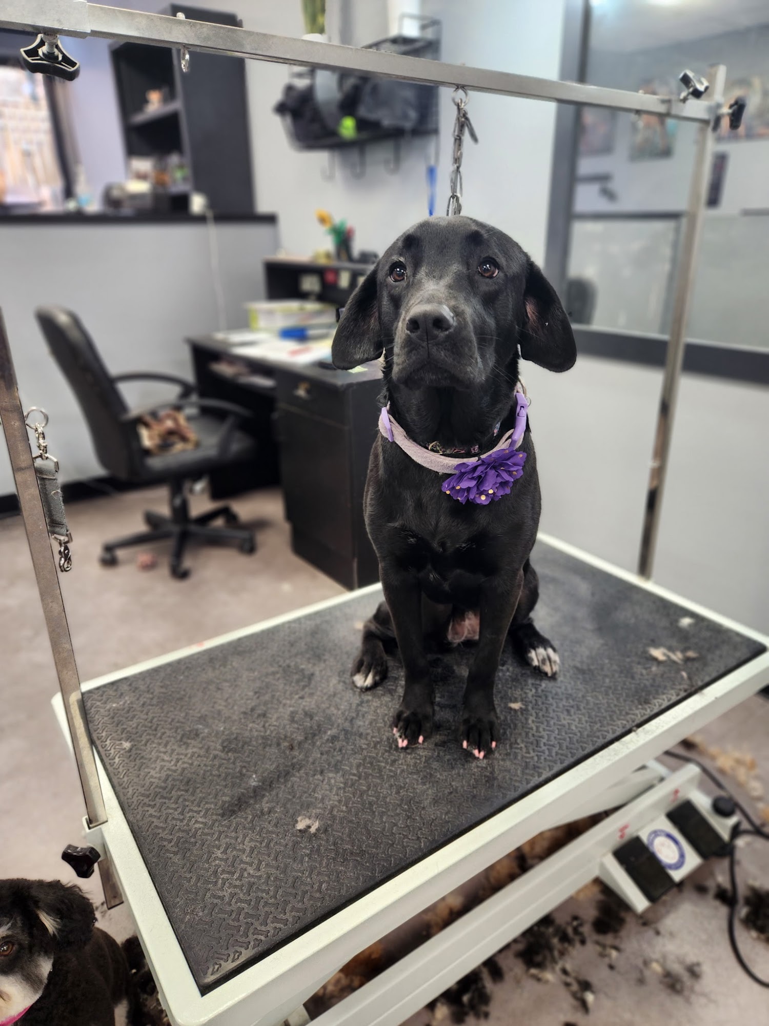 Unleashed Grooming Company Harrisburg