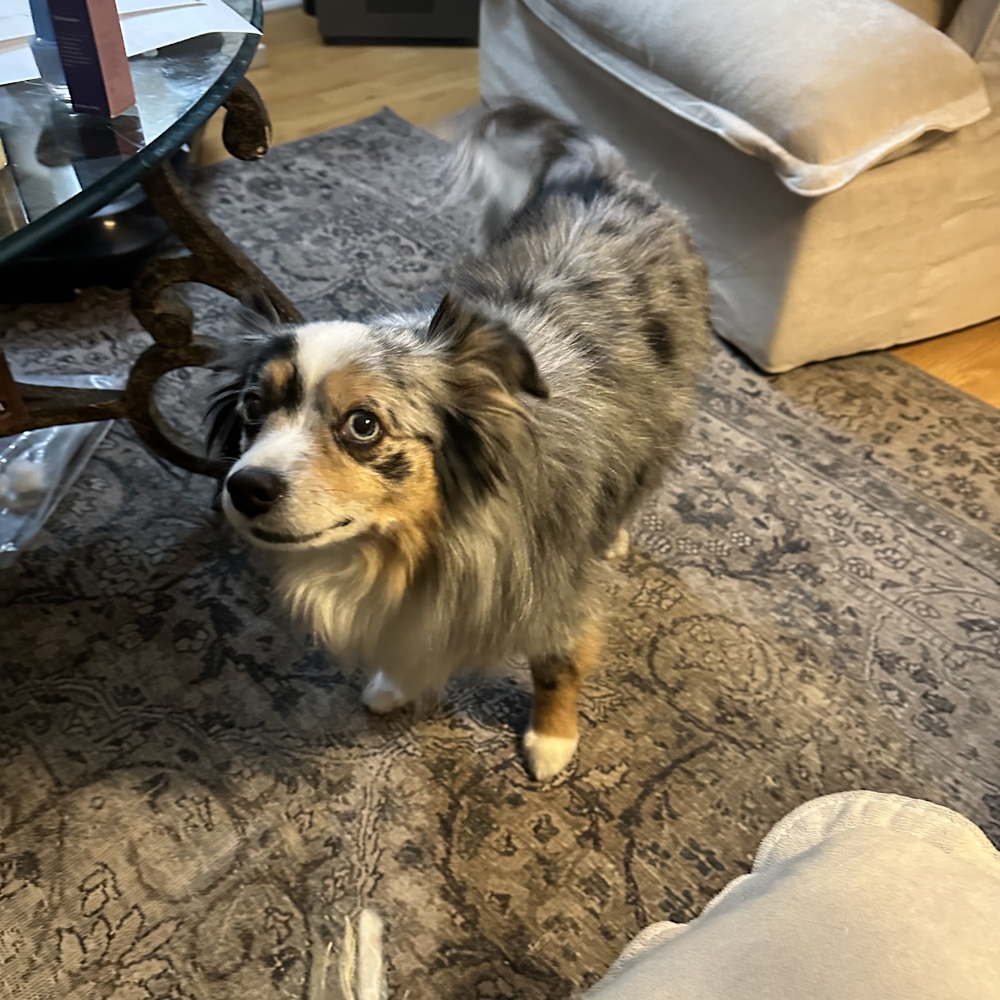 Pampered Pets