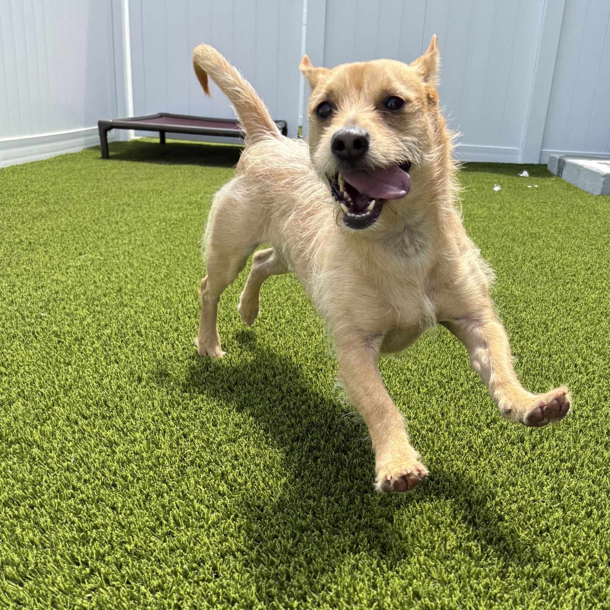 Pampered Pets Harrisburg