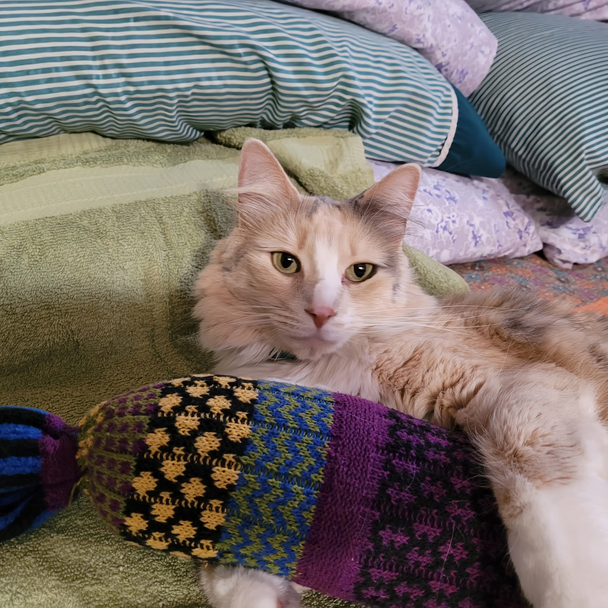 Harrisburg Area Animal Hospital Harrisburg