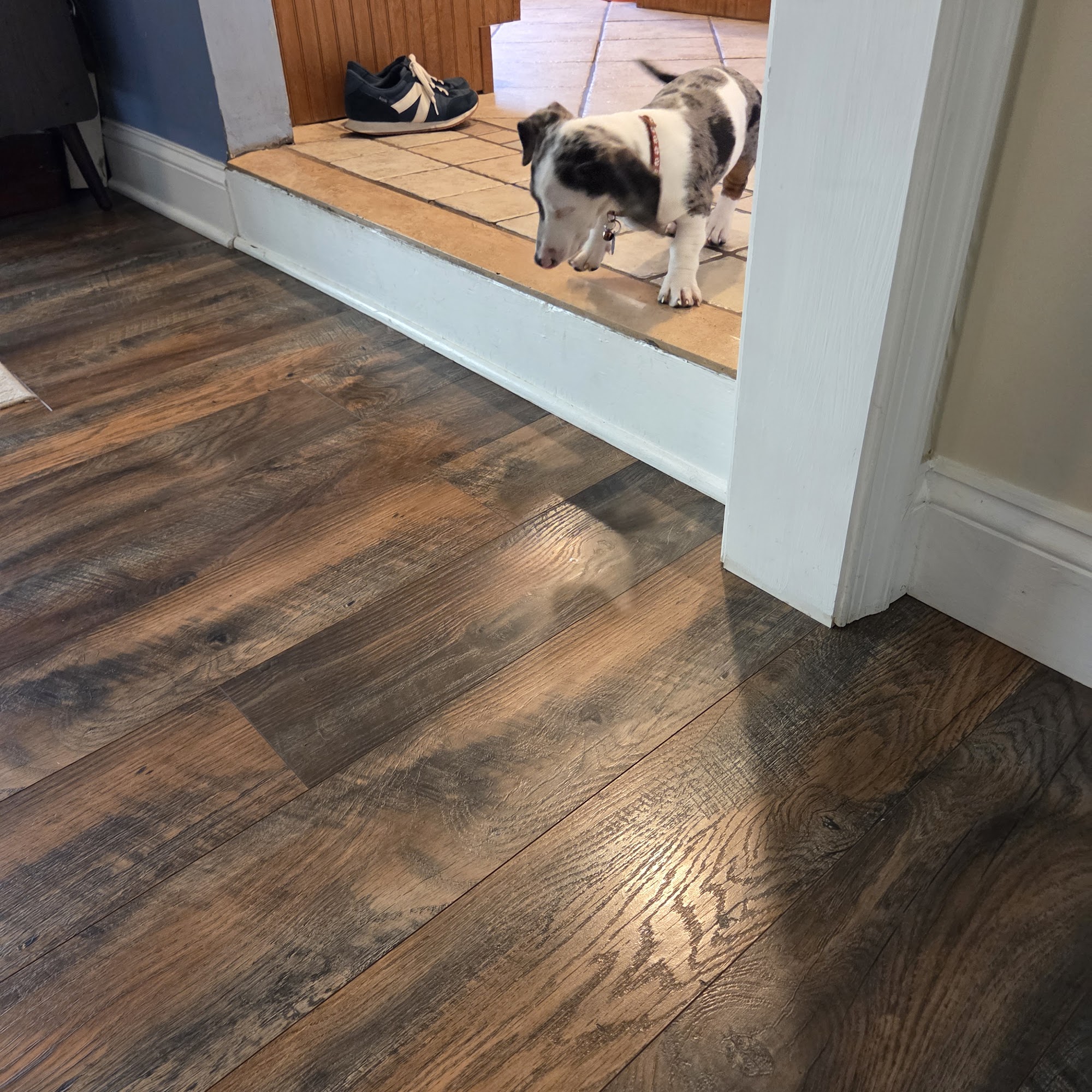 Tender Loving Pet Care Hatfield