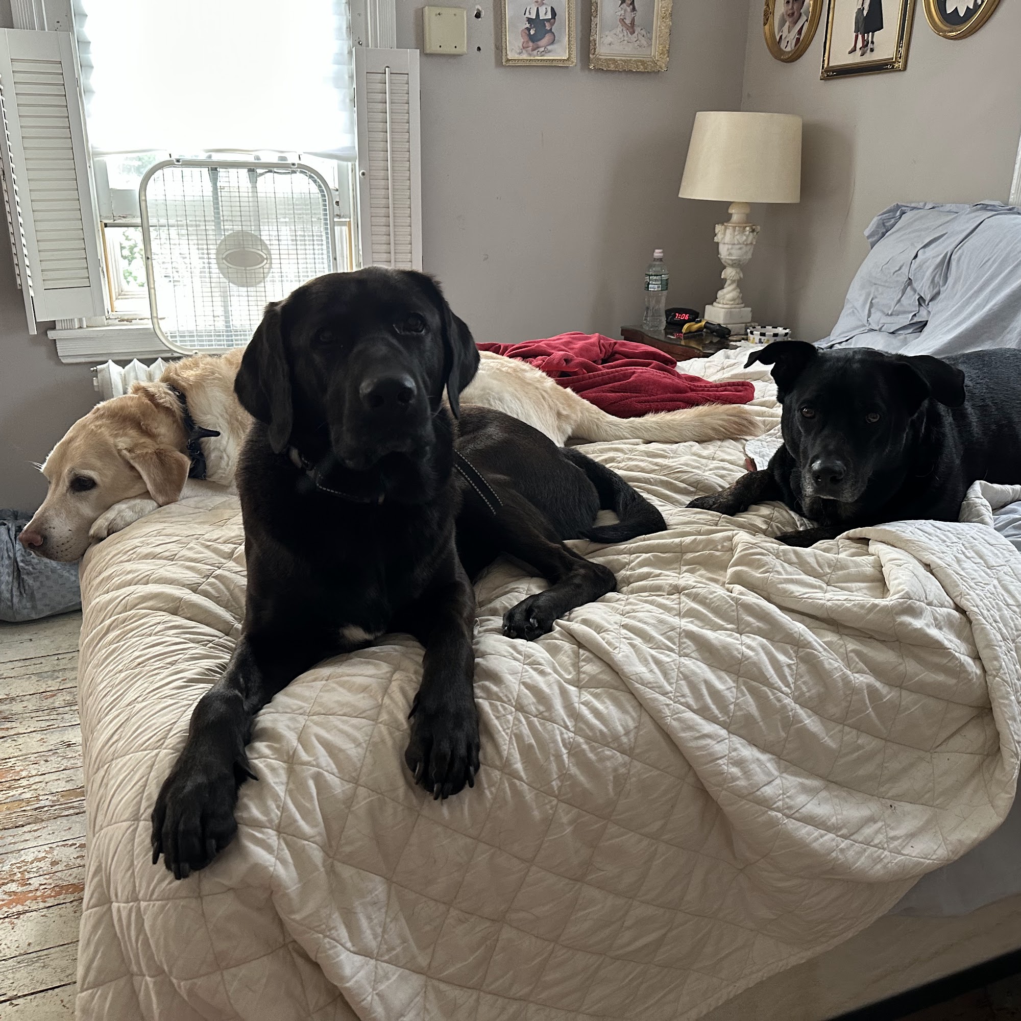 Main Line Dog Care Haverford