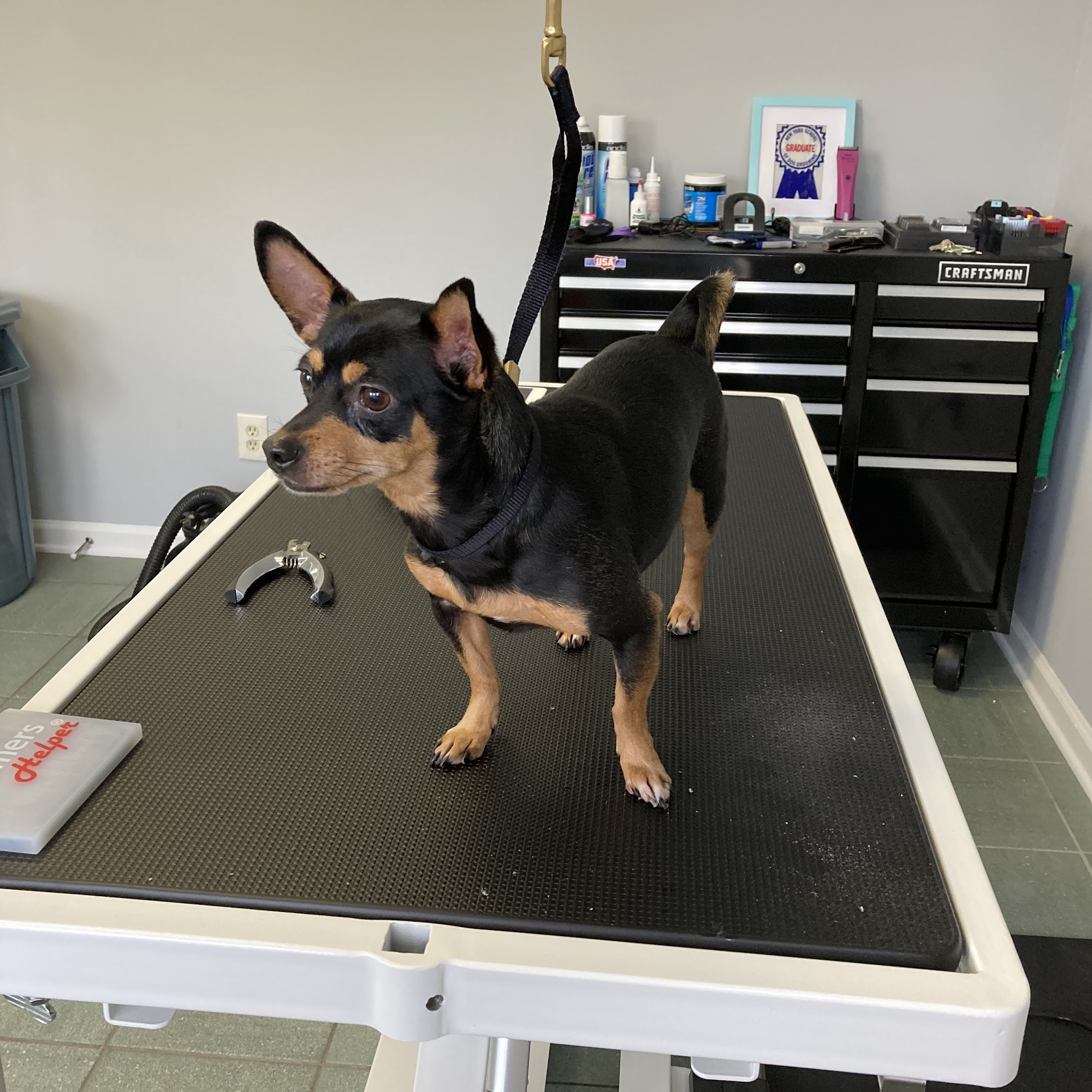 Bugsy's Grooming Havertown