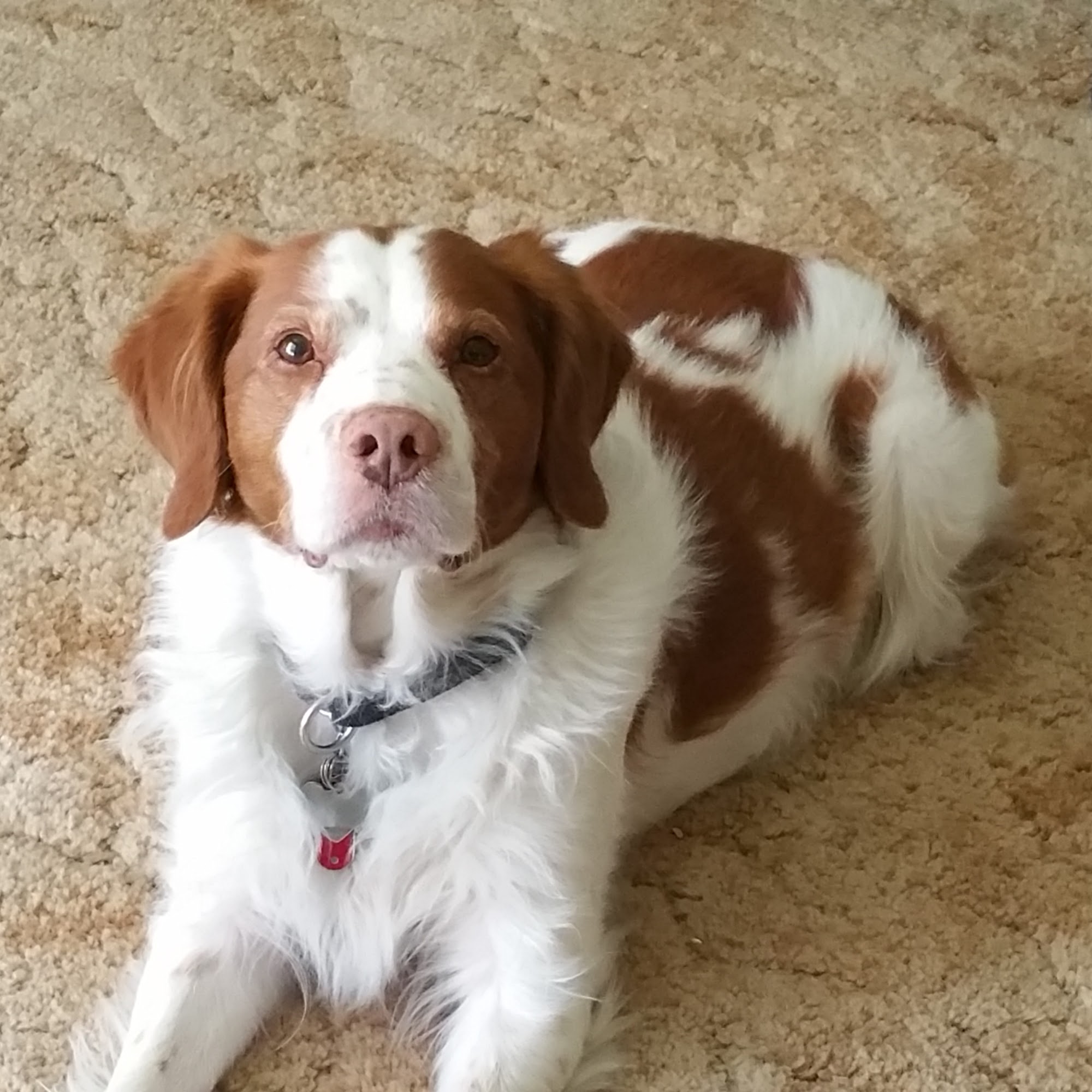 Andrew Nebzydoski V.M.D. Hawley