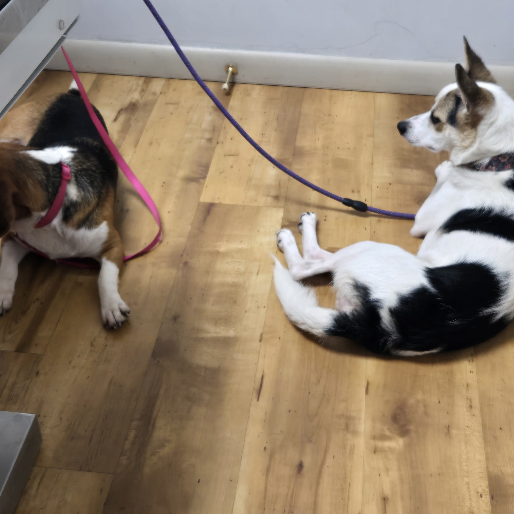 Wallenpaupack Veterinary Clinic Hawley