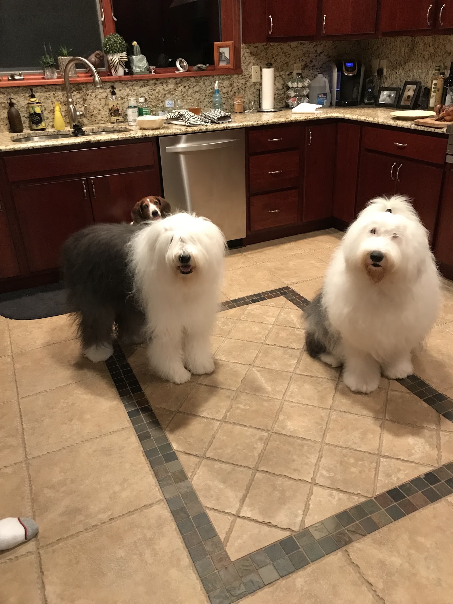 Wallenpaupack Veterinary Clinic Hawley