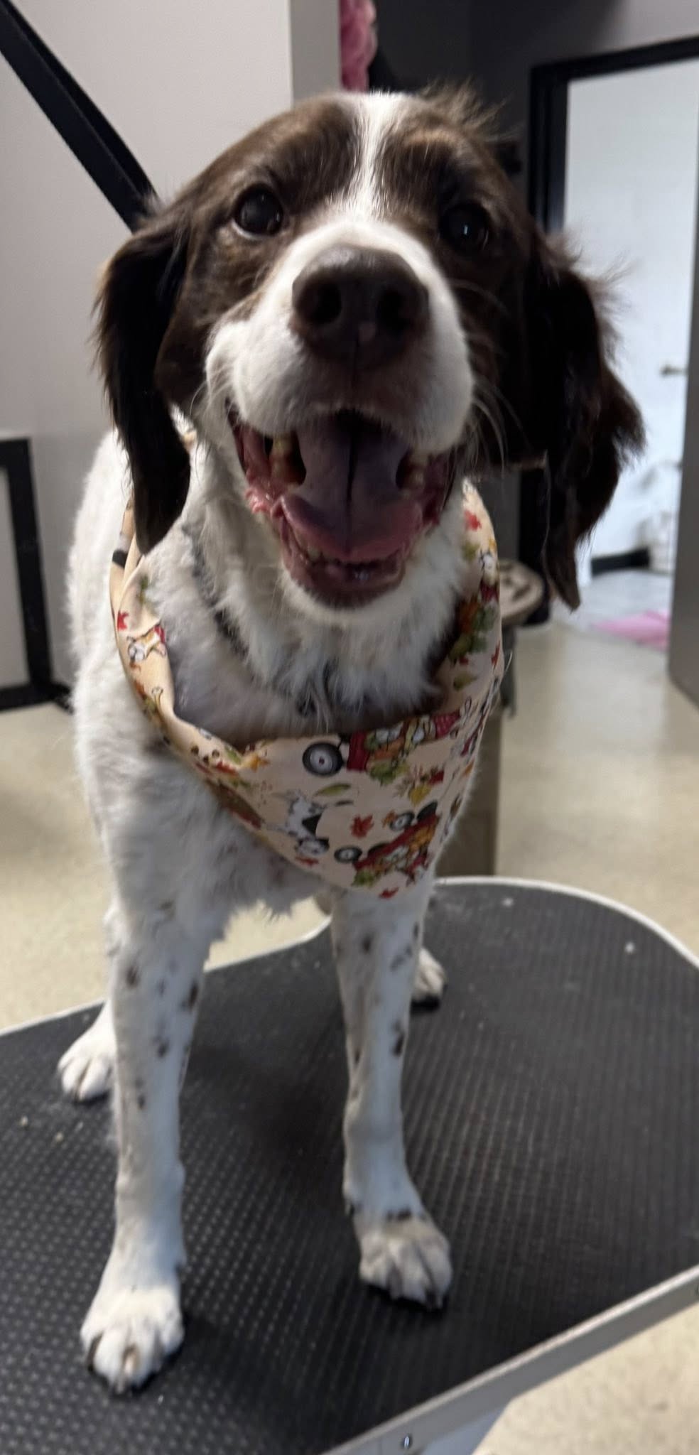 4Paws Only Hawley