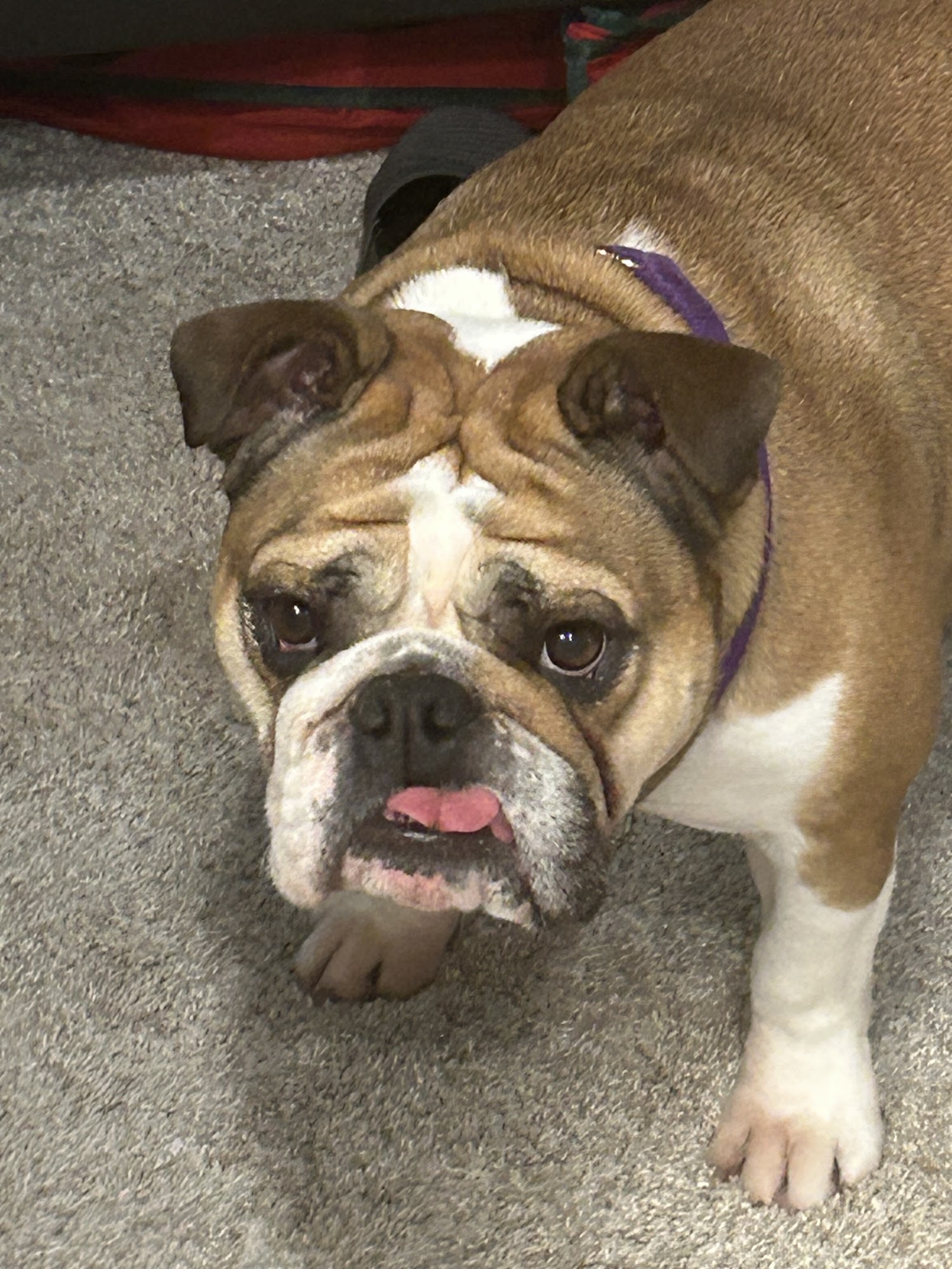 Elite Pet Grooming Hawley