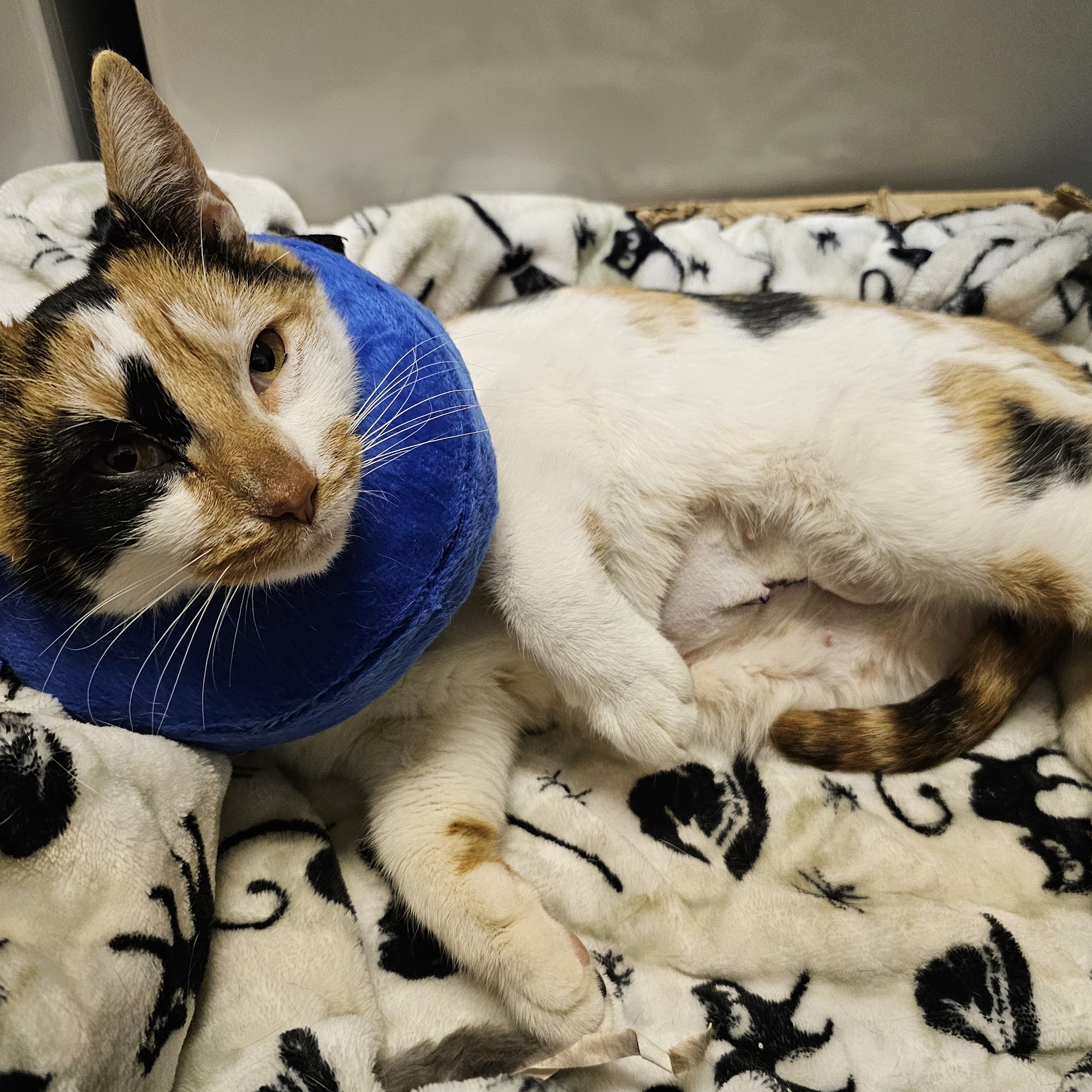 Hazleton Veterinary Hospital Hazle