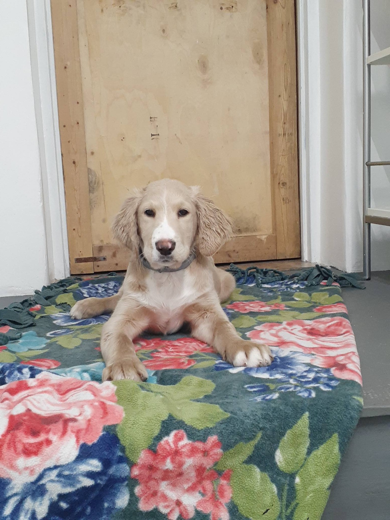 Awesome Pawz Inc Hazle