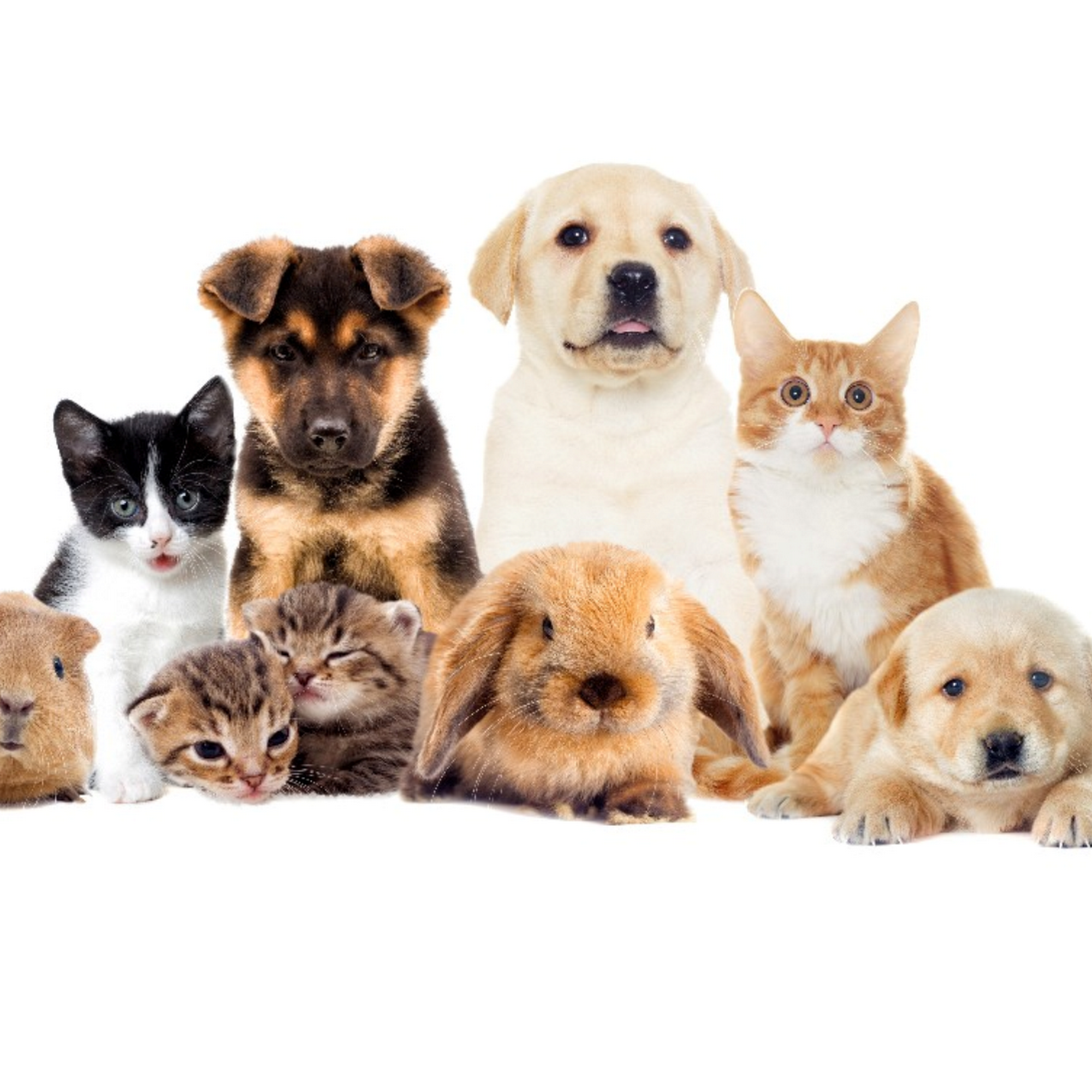 The Pet Care Clinic Hazleton